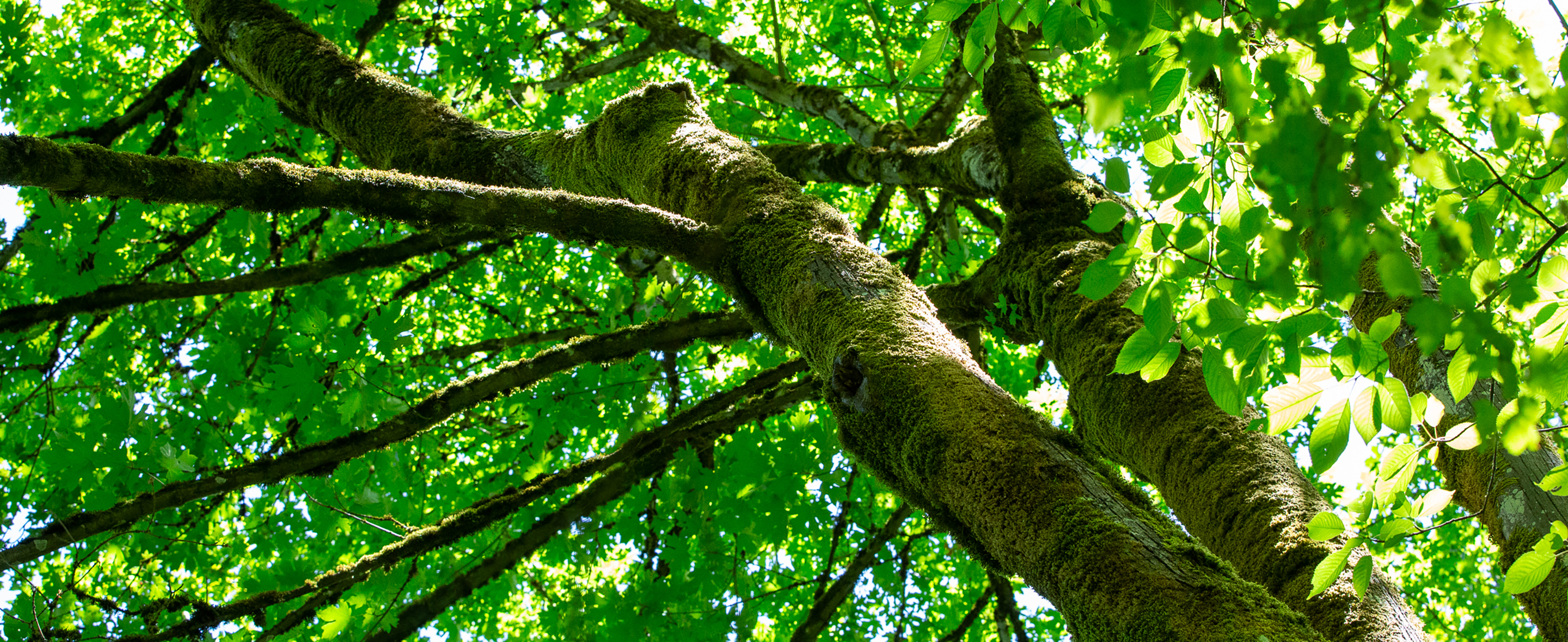 Close-up of moss-covered tree branches with sunlight streaming through.