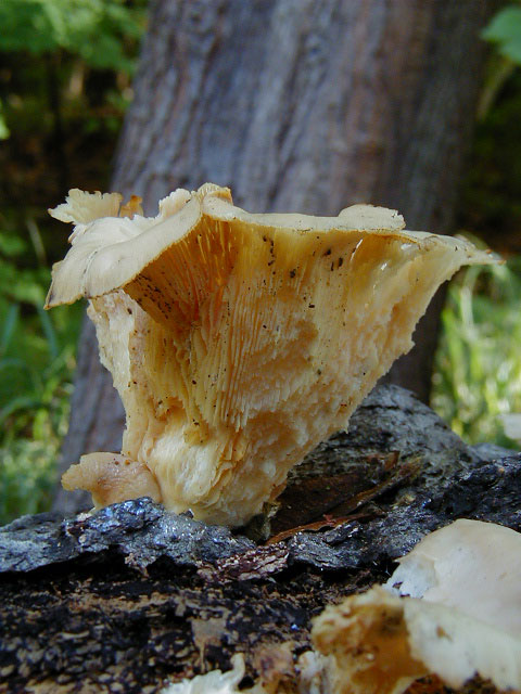 A tall mushroom with long gills growing on a tree branch.