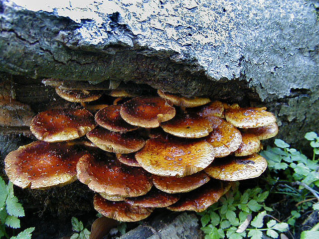 A cluster of round, flat brown mushrooms growing on a tree branch.