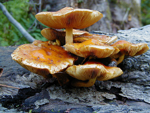 A small cluster of orange-brown mushrooms growing on a tree.