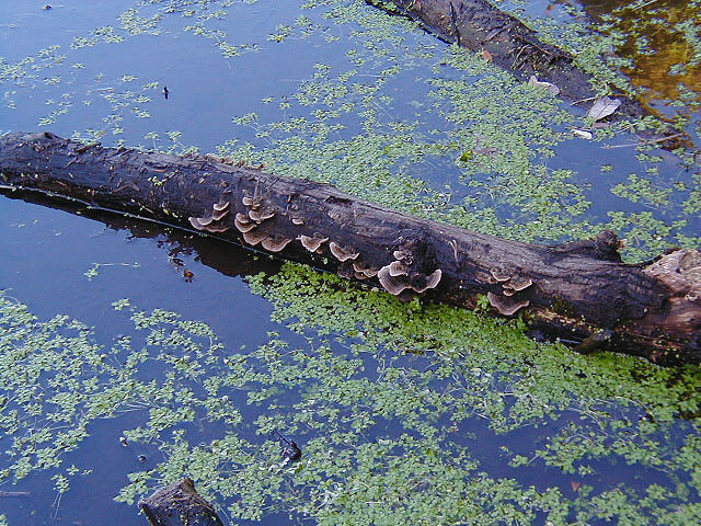 Fungi growing on a log floating in Reed lake.