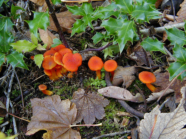 Bright orange Hygrocybe mushrooms growing among living and dead leaves.