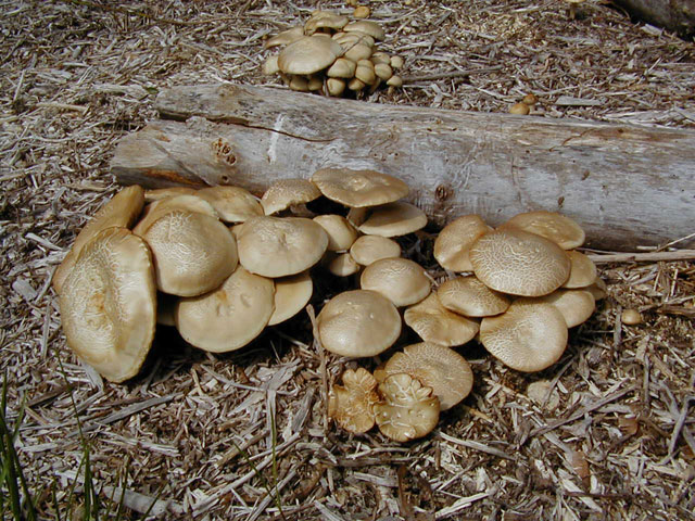 Light brown mushrooms growing in mulch.