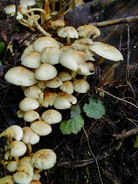 A cluster of white Collybia mushrooms.